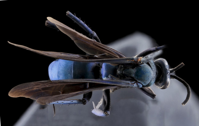 Обои картинки фото животные, насекомые, макросъемка, насекомое