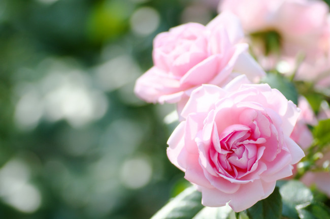 Обои картинки фото цветы, розы, розовый