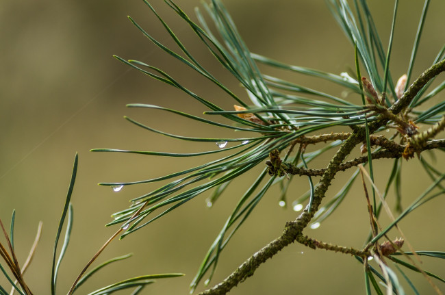 Обои картинки фото природа, макро, хвоя, капли, иголки, веточка