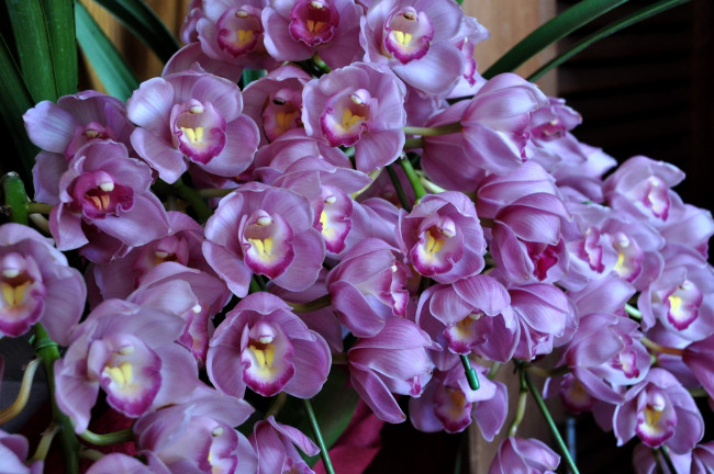 Обои картинки фото цветы, орхидеи, экзотика