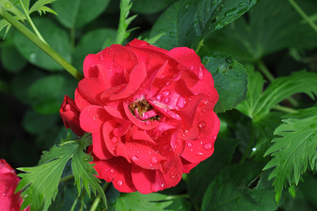 Обои картинки фото цветы, розы, красный