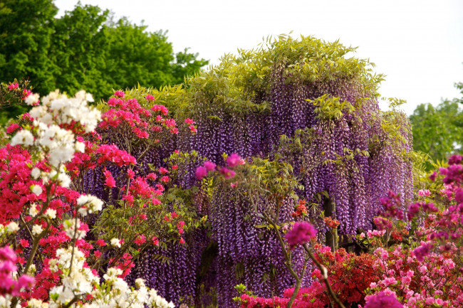 Обои картинки фото цветы, разные вместе, глициния, азалия