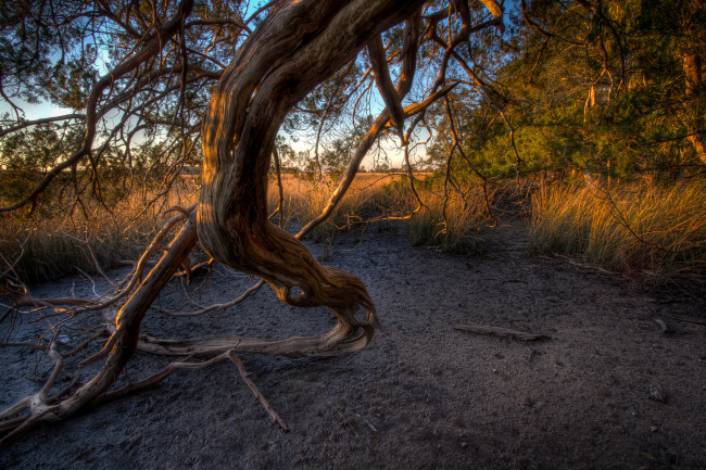 Обои картинки фото природа, лес, трава, ветвь, поляна