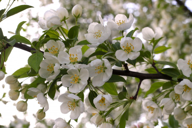 Обои картинки фото цветы, цветущие деревья ,  кустарники, весна