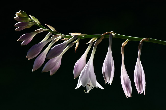 Обои картинки фото цветы, хоста, ветка