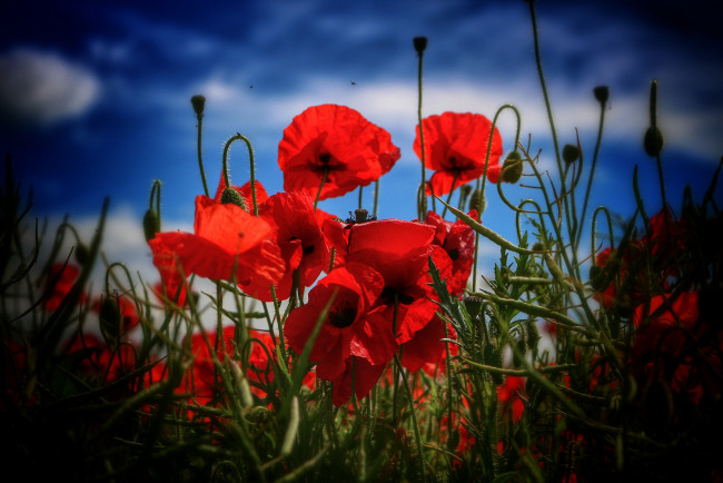 Обои картинки фото цветы, маки, красный