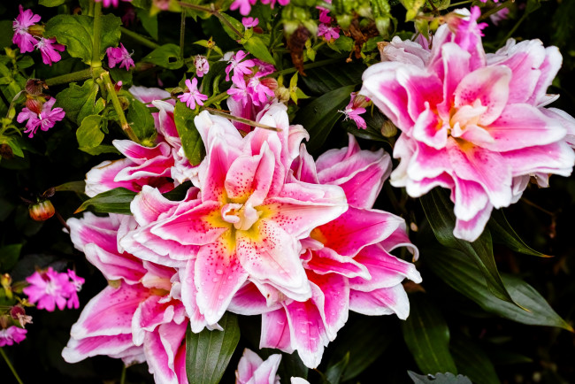 Обои картинки фото цветы, разные вместе, лилии