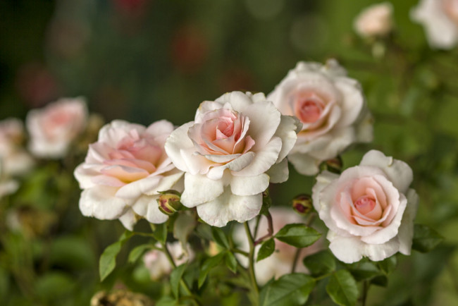 Обои картинки фото цветы, розы, нежность