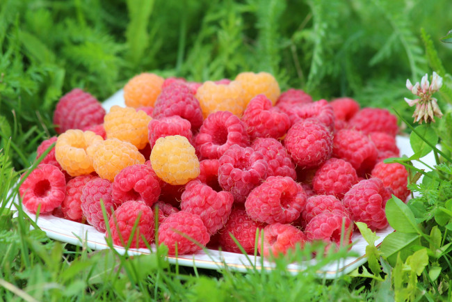 Обои картинки фото еда, малина, ягоды