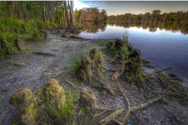 Обои картинки фото природа, реки, озера, кочки, лес, река, тропа