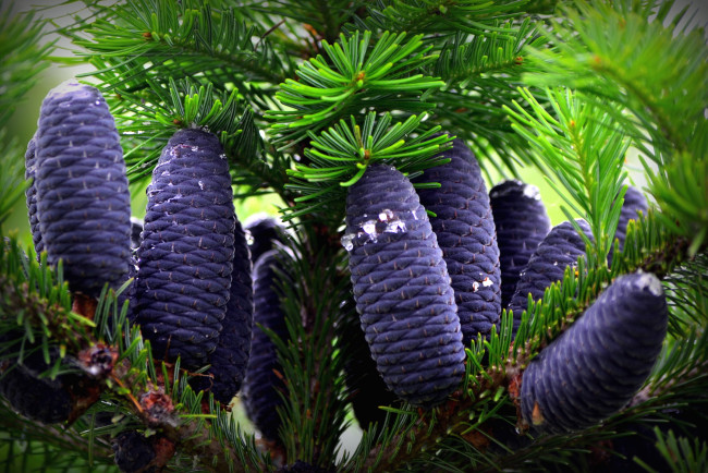 Обои картинки фото природа, шишки,  жёлуди,  каштаны, пихта