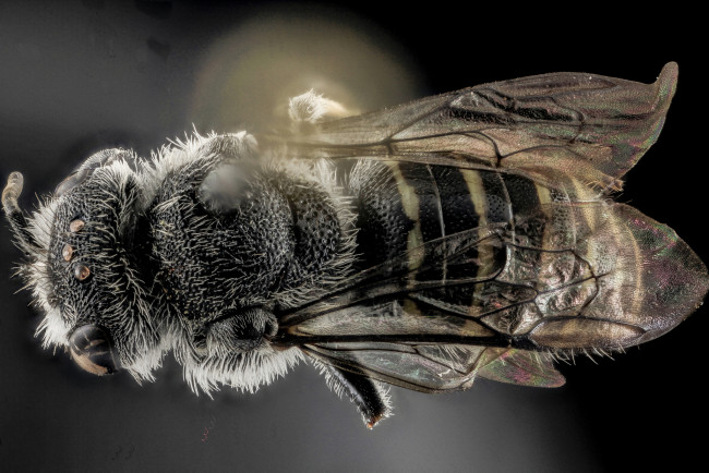 Обои картинки фото животные, насекомые, макросъемка, насекомое