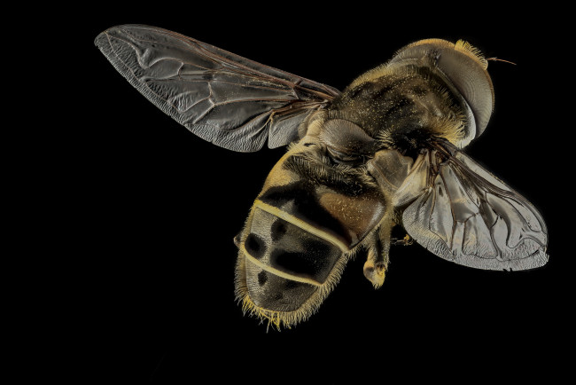 Обои картинки фото животные, насекомые, насекомое, макросъемка