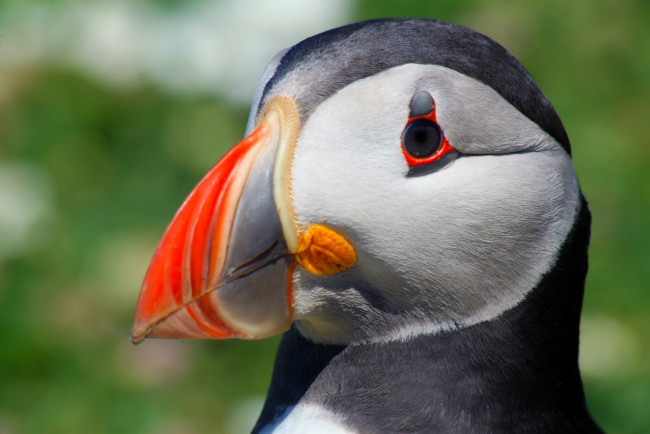 Обои картинки фото животные, тупики, клюв, портрет