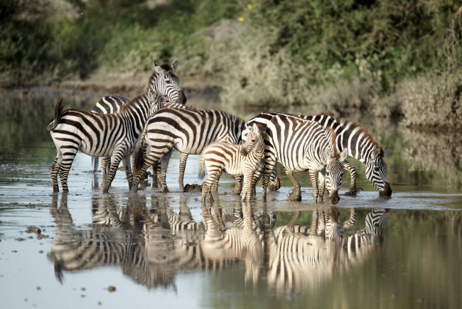 Обои картинки фото животные, зебры, водопой