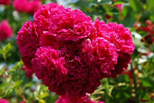 Обои картинки фото цветы, розы, малиновый