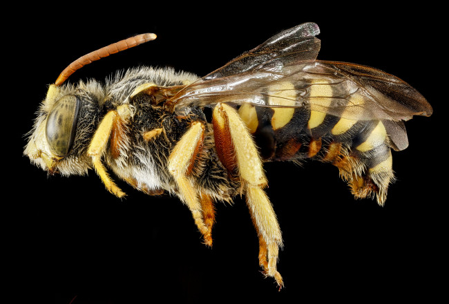 Обои картинки фото животные, насекомые, макросъемка, насекомое