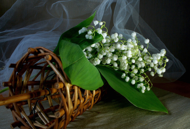 Обои картинки фото цветы, ландыши, белый