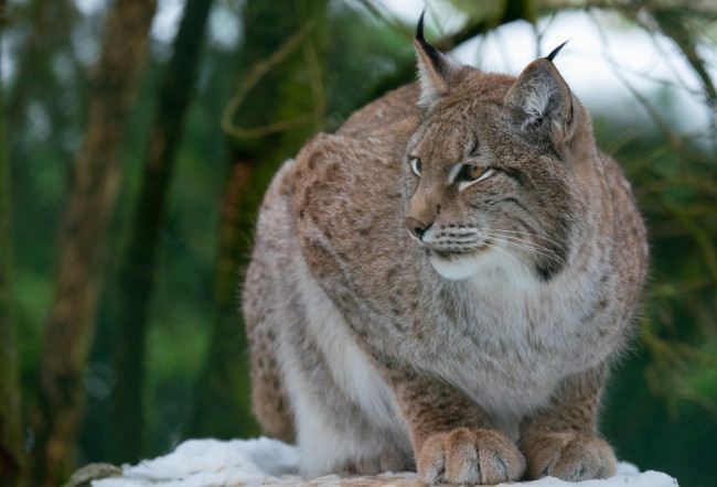 Обои картинки фото животные, рыси, кошка