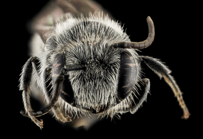 Обои картинки фото животные, насекомые, макросъемка, насекомое