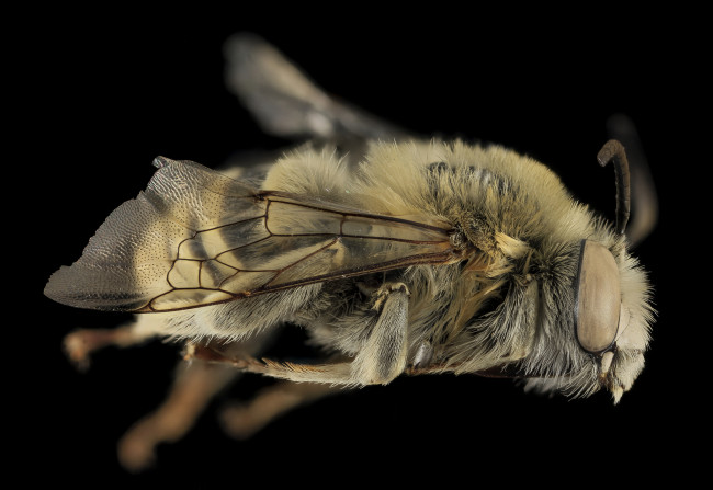 Обои картинки фото животные, пчелы,  осы,  шмели, насекомое, макросъемка