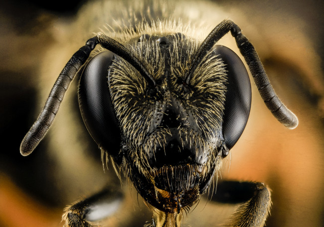 Обои картинки фото животные, пчелы,  осы,  шмели, макросъемка, насекомое
