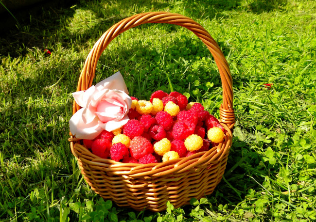 Обои картинки фото еда, малина, корзинка