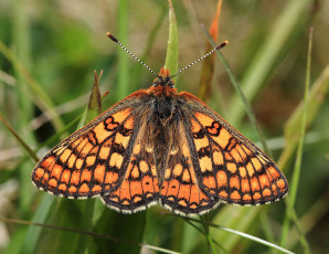 Картинка животные бабочки +мотыльки +моли бабочка