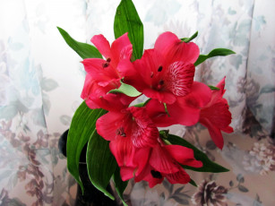 Картинка цветы альстромерия розовый