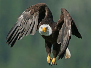 Картинка животные птицы+-+хищники орлан белоголовый