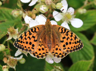 Картинка животные бабочки +мотыльки +моли бабочка