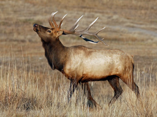 Картинка животные олени марал