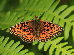 Картинка животные бабочки +мотыльки +моли бабочка