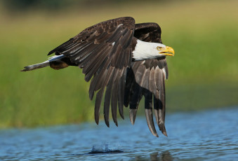 Картинка животные птицы+-+хищники орлан белоголовый