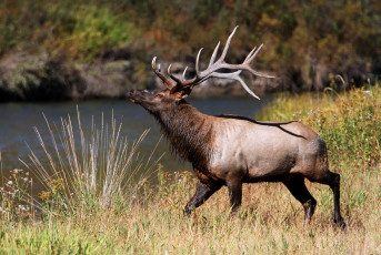 Картинка животные олени марал