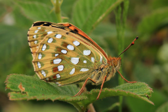 Картинка животные бабочки +мотыльки +моли бабочка