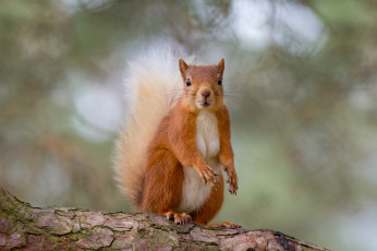 Картинка животные белки белка