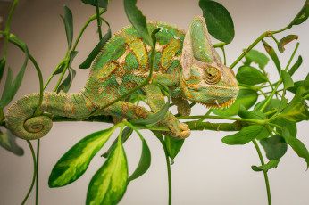 Картинка животные хамелеоны хамелеон