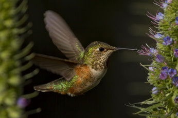 Картинка животные колибри птичка