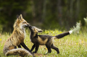 Картинка животные лисы лисенок лиса
