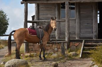 Картинка животные лошади лошадка