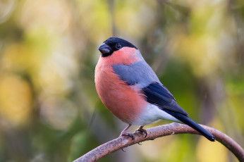 Картинка животные снегири птичка