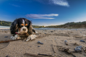 Картинка животные собаки песик