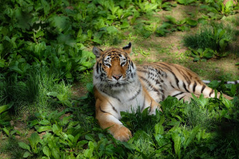 Картинка животные тигры тигр