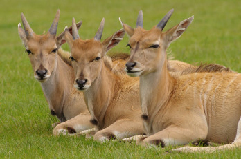 Картинка животные антилопы