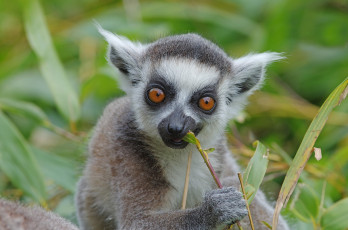 Картинка животные лемуры лемур