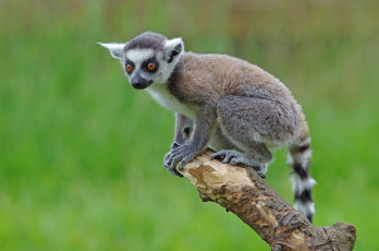 Картинка животные лемуры лемур