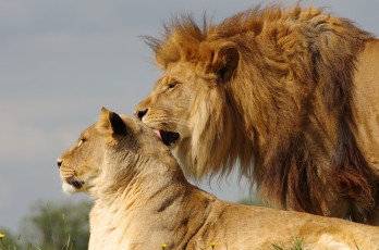 Картинка животные львы лев львица