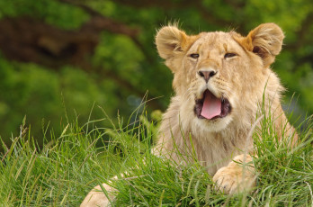 Картинка животные львы львица