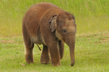 Картинка животные слоны слоненок